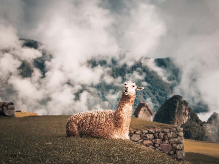 From Cusco: Sacred Valley & Machu Picchu 2-Day Tour by Train - Free time in Aguas Calientes is useful but short
