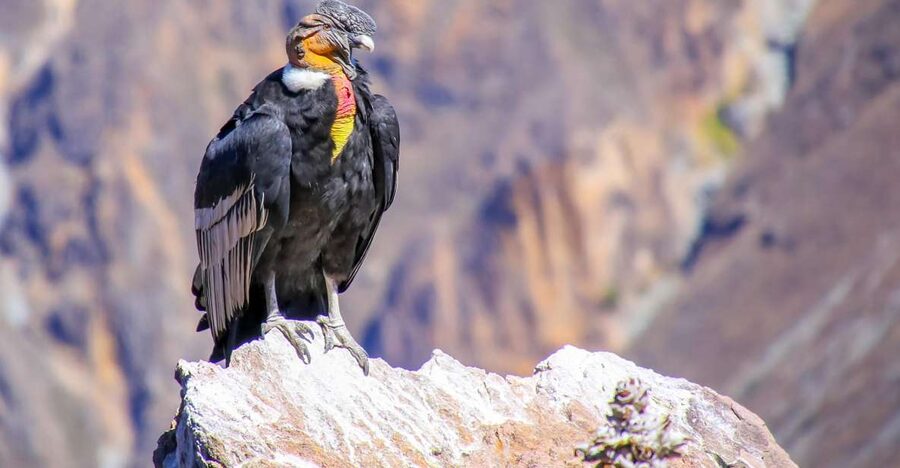 Full-Day Condor Viewpoint & Inca Sites Tour - Who should book this Cusco day trip?