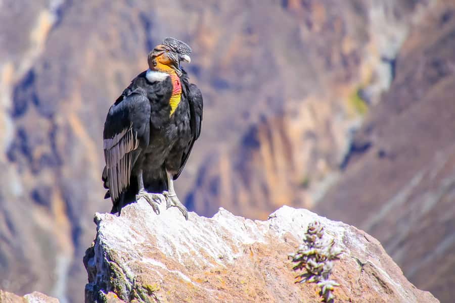Full-Day Condor Viewpoint & Inca Sites Tour - Why the condors are the main event