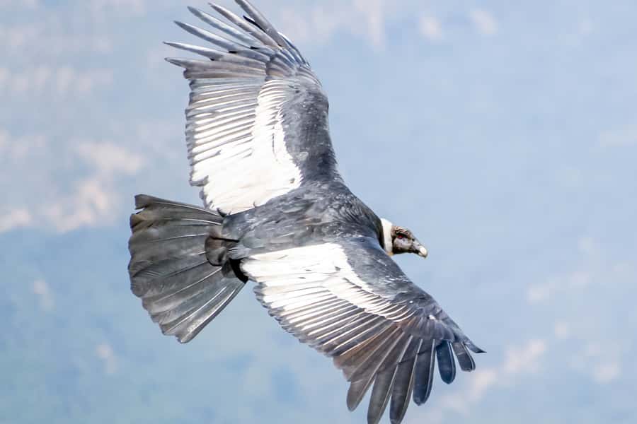 Full-Day Condor Viewpoint & Inca Sites Tour - Limatambo brings a lower, greener pause