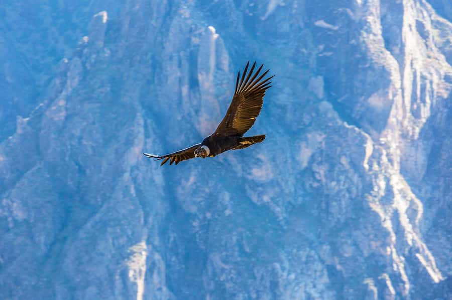 Full-Day Condor Viewpoint & Inca Sites Tour - Chonta and the canyon trail