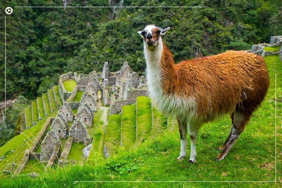 Inca Trail 2 days to Machu Picchu - Why this short Inca Trail works so well