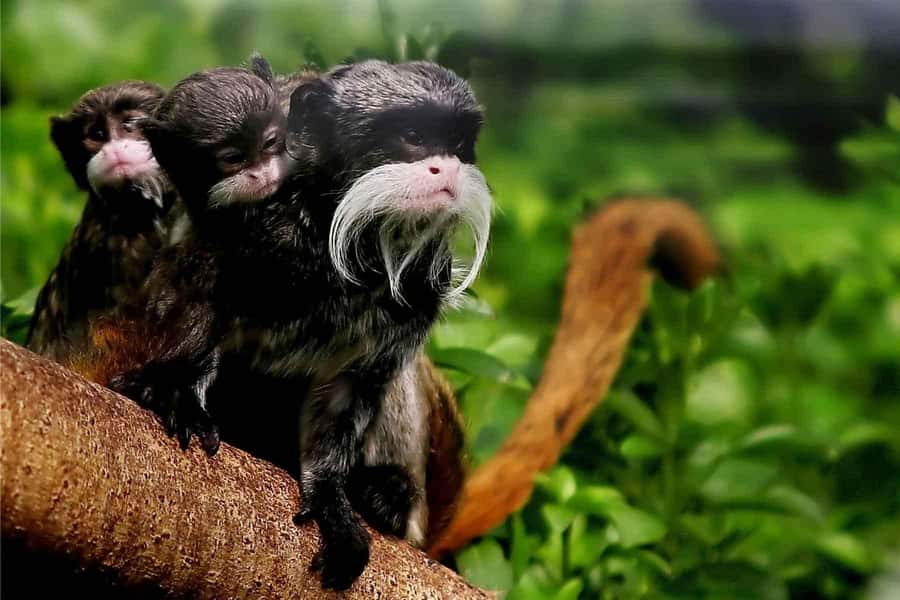 Living Nature from Cusco: 3 Days Manu Jungle all inclusive - From Cusco to the Lupaca tombs and Paucartambo