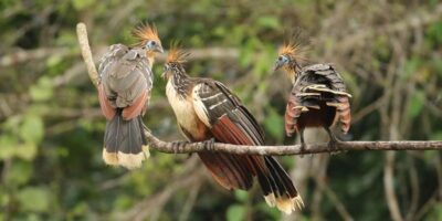 Living Nature from Cusco: 3 Days Manu Jungle all inclusive