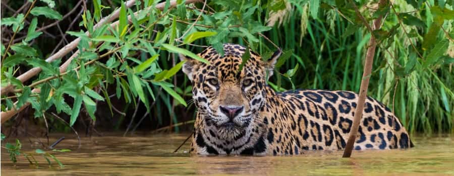 Living Nature from Cusco: 3 Days Manu Jungle all inclusive - Machuwasi Lake and the hoatzin
