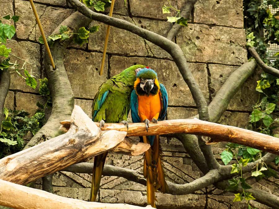 Living Nature from Cusco: 3 Days Manu Jungle all inclusive - Lodges, food, and comfort