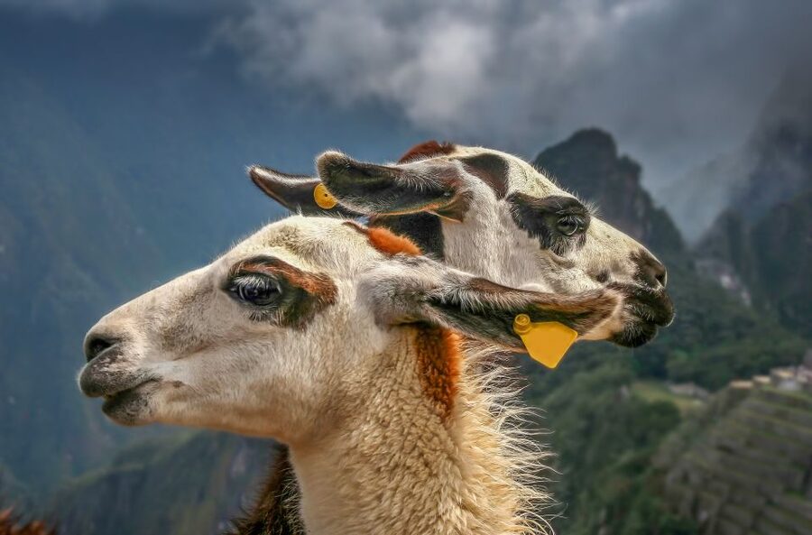 Machu Picchu: Private Full-Day Tour with Afternoon Entrance - Entering the citadel with a private guide
