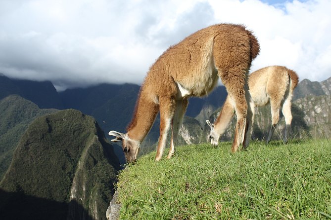 Machu Picchu Tour From Cusco Full Day - The Ollantaytambo to Machu Picchu train