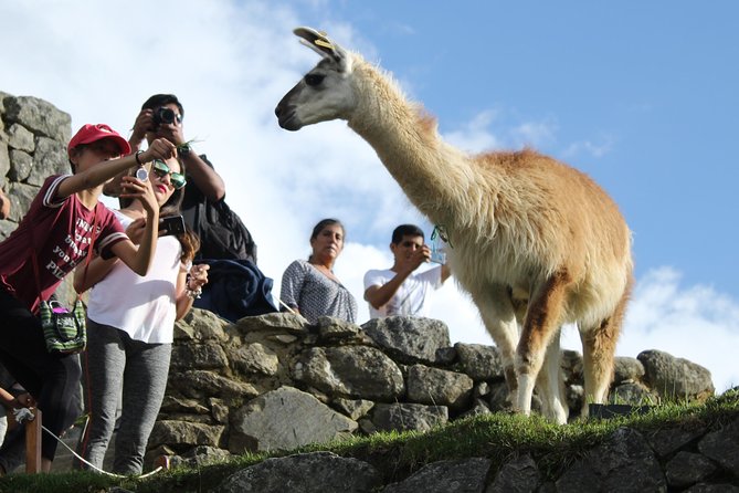 Machu Picchu Tour From Cusco Full Day - The long return to Cusco