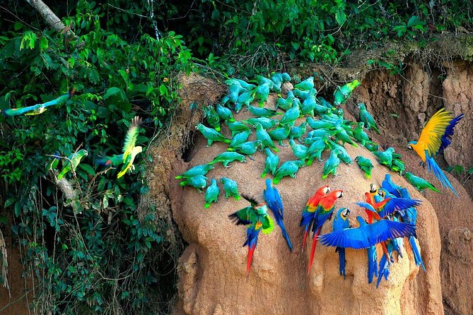 Manu National Park Tour 4days/3night - Hot springs and nights at the eco-lodge