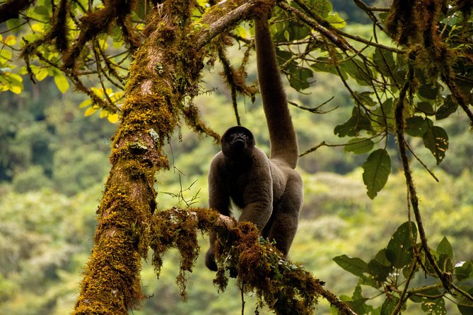 Manu National Park Tour 4days/3night - What $470 buys you
