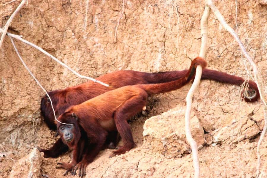 Manu National Park Tours from Cusco 5 Days - Bambu Lodge to Soga de Oro by river