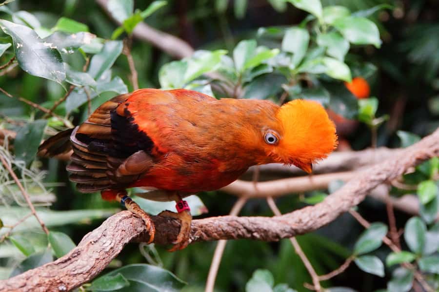 Manu National Park Tours from Cusco 5 Days - Returning to Bambu Lodge through the jungle