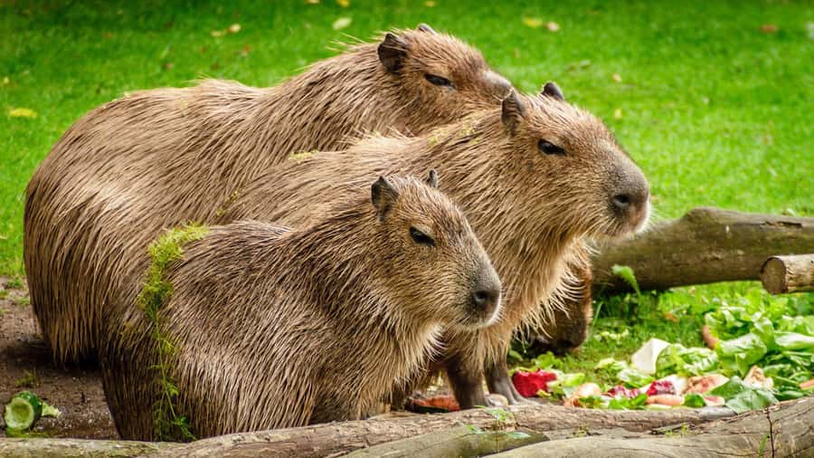Manu National Park Tours from Cusco 5 Days - Who will enjoy this Manu tour