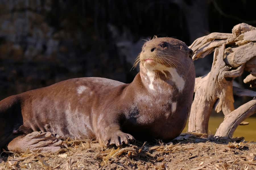 Manu National Park Tours from Cusco 5 Days - Should you book the five-day Manu route?