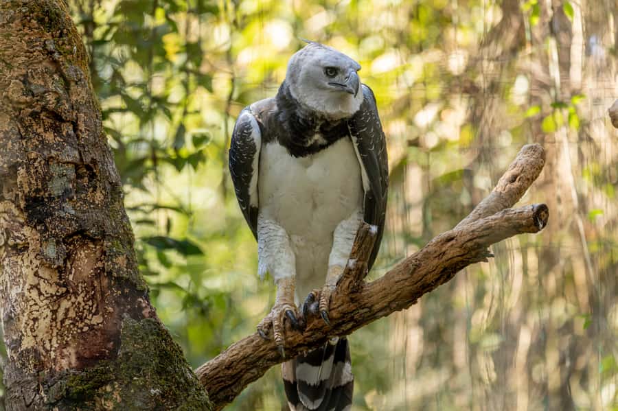 Manu National Park Tours from Cusco 5 Days - Parrots, forest plants, and a sunset at Soga de Oro