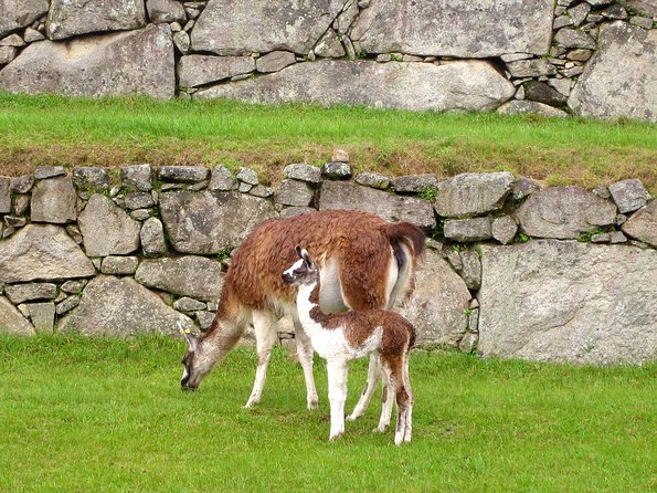 Mystical Journey: 2-Day Private Adventure to Machu Picchu - Day 2: Entering Machu Picchu before the crowds