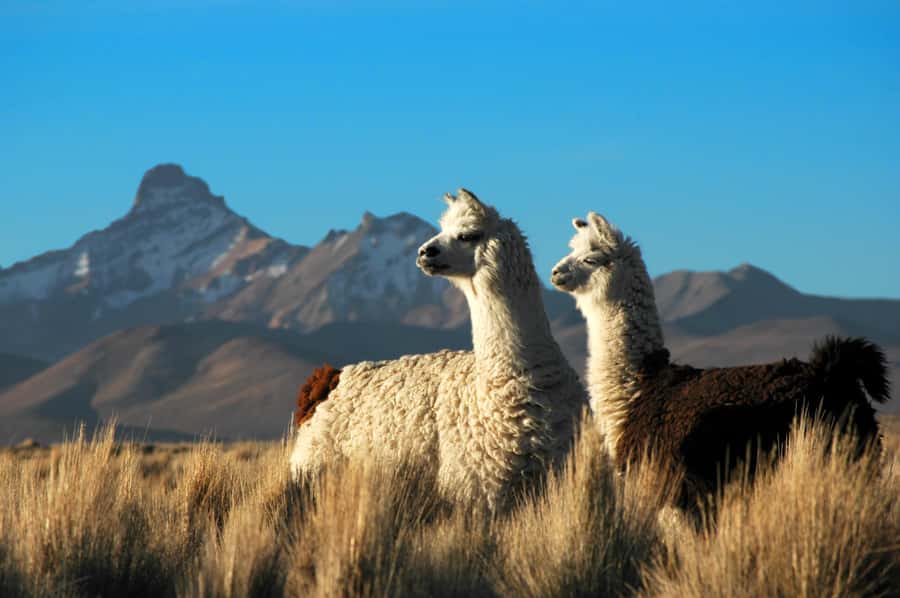 Pisaq, Ollantaytambo, Chinchero - Sacred Valley Experience - Who will get the most from this tour
