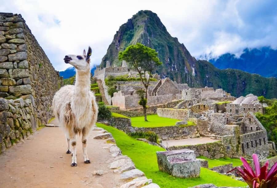 Private Guide in Machu Picchu for 3 Hours - Communication is the main risk