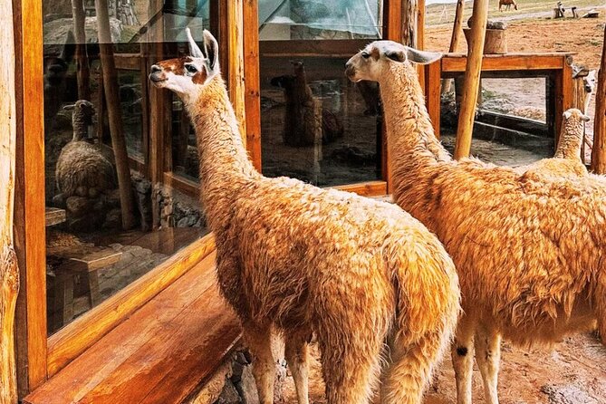 Quad bikes in Moray and Salineras and Picnic with llamas - Cruzpata: learning the ATV before the real ride
