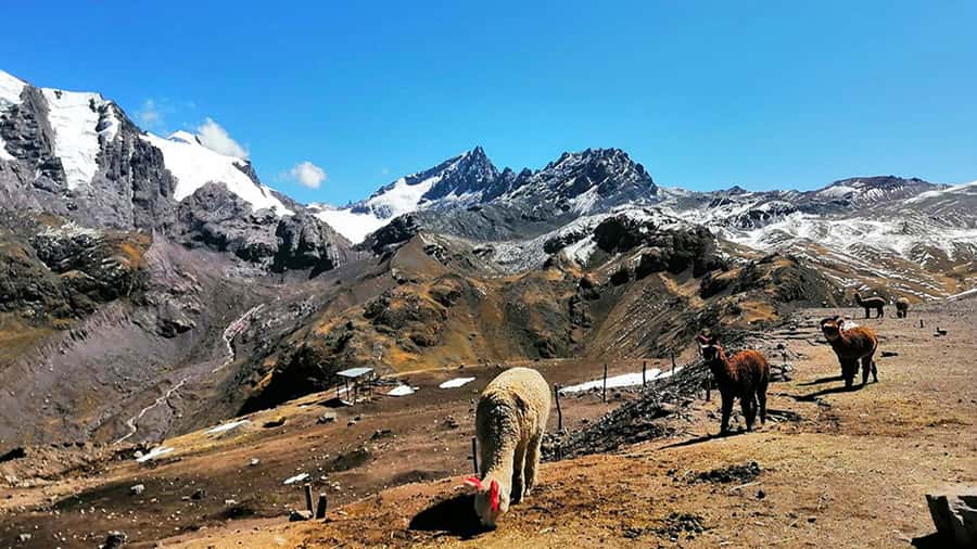 Rainbow Mountain tour and Machu Picchu tour by train - Ollantaytambo, the train, and Aguas Calientes