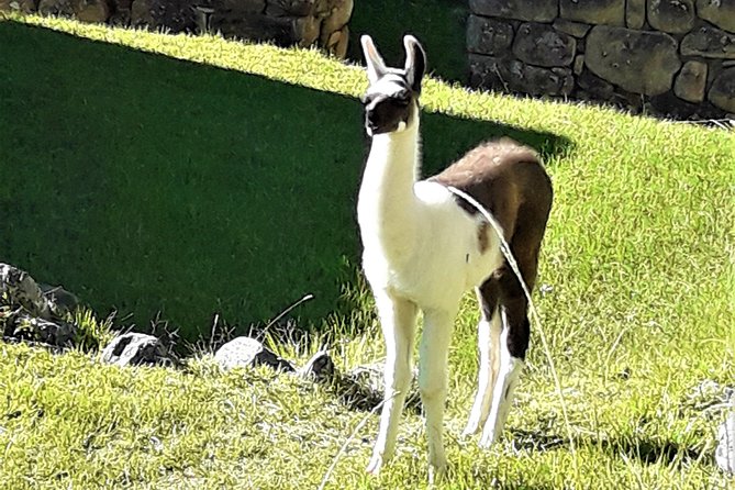 Ultimate Lares Trek & Inca Trail 5 days - Day 4: The Short Inca Trail through Chachabamba and Wiñay Huayna
