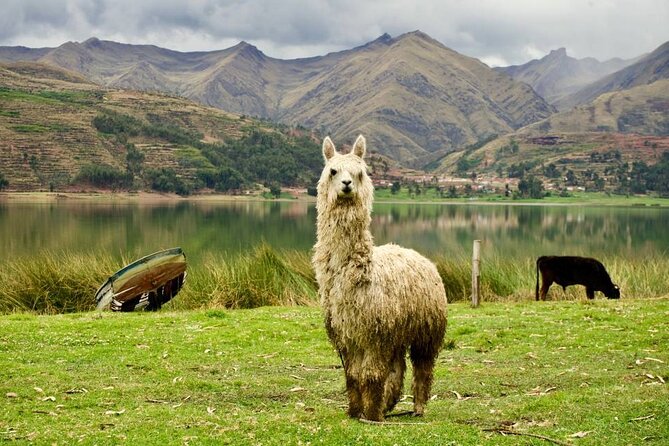 Wonderful Cusco 5-Day Tour with Entrance to Machupicchu - Day 4: Vinicunca at 5,033 meters
